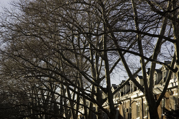 A street's row of bare trees hides the gabled
houses.