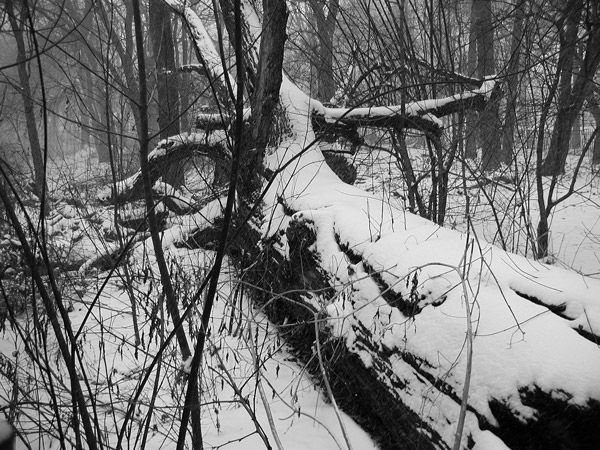 A fallen tree, surrounded by scrub, is covered in snow.