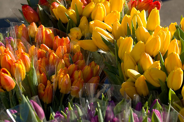 Bundles of colorful tulips waiting to be sold.