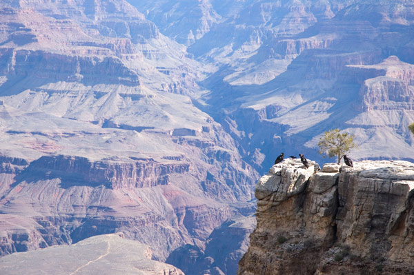 A group of vultures sits on an outcropping in the Grand
Canyon.