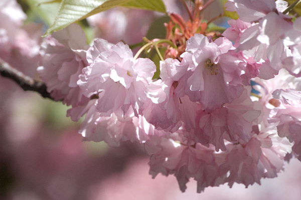 A cluster of cherry blossoms.