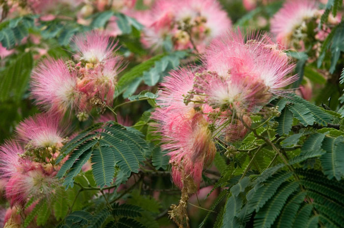 Pink strands of a mimosa's blooms against green fronds.