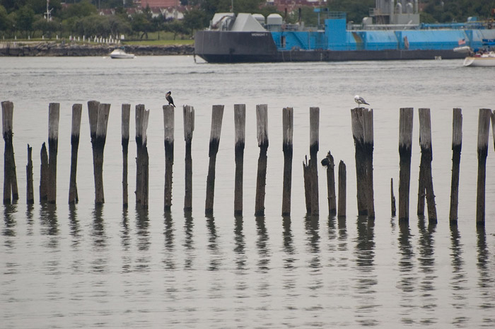 A few birds perch on a group of scattered pilings.