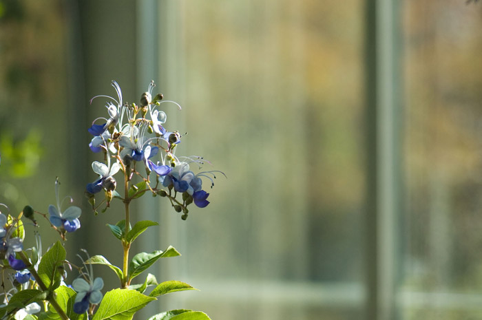 A stalk leads to blue and white flowers, with a window at back.