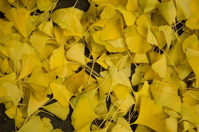 Scores of yellow, fan-shaped gingko leaves lie on the ground.