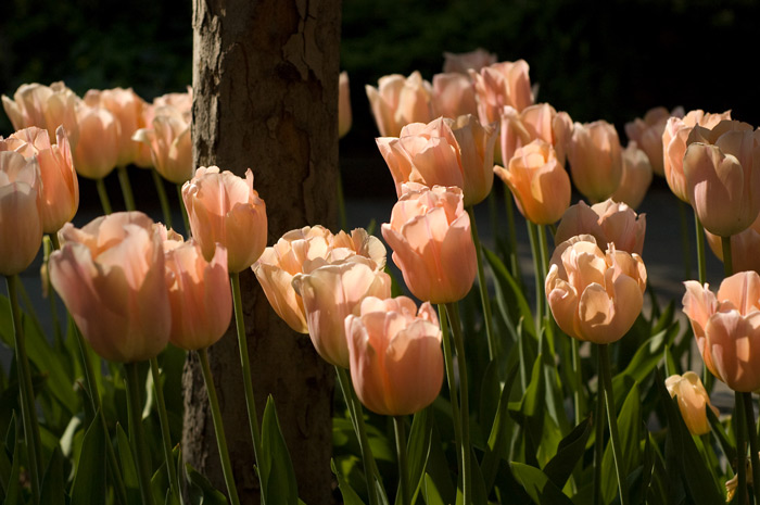 A dozen pink tulips in a bed stand out against a black background.