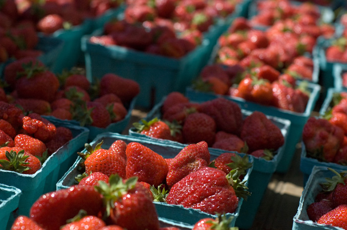 A table is covered with pint containers of fresh strawberries, glistening in the sun.