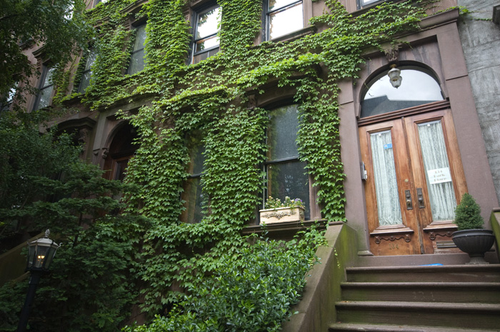 Ivy surrounds the windows of a brownstone row house, as well as much of the entrance.