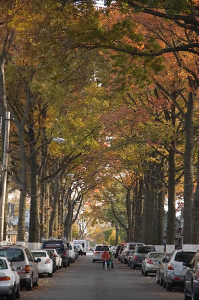 Two rows of oak trees, in autumn colors, form a canopy over a street.