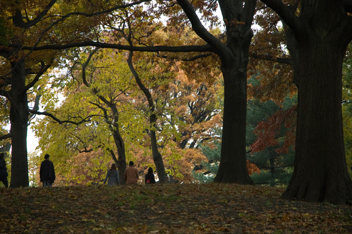 Four people pass a crest, into a canopy of autumn colored trees.