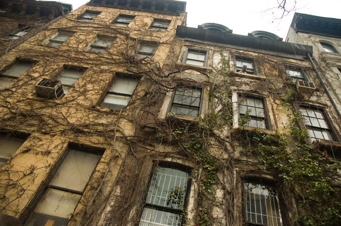 A pair of buildings has ivy all over its front; a resident stares down from an upper window.