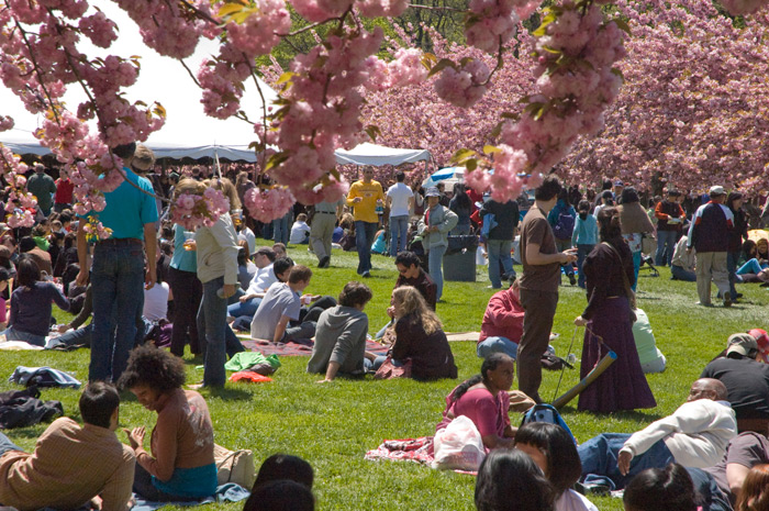 A crowd of people are gathered and wadering through bows of cherry trees, in blossom.