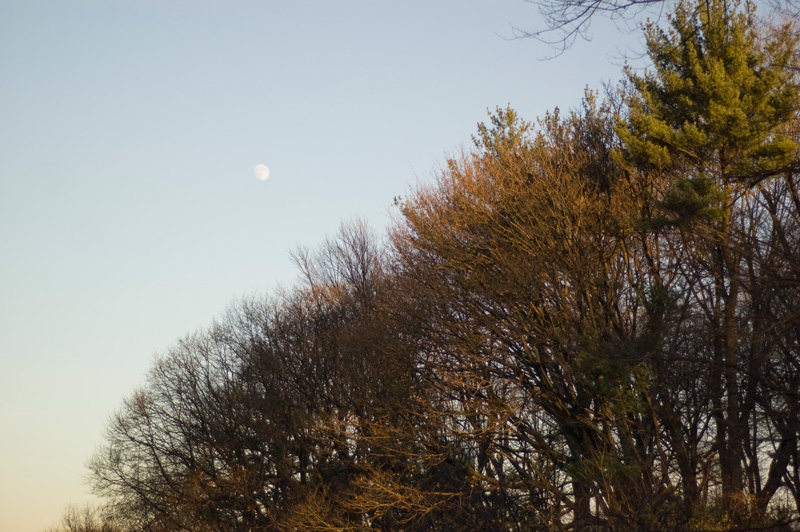 A daytime moon shines over autumn trees.