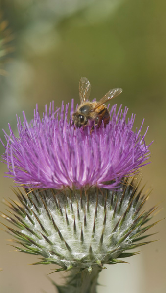 A bee, amidst a thistle.