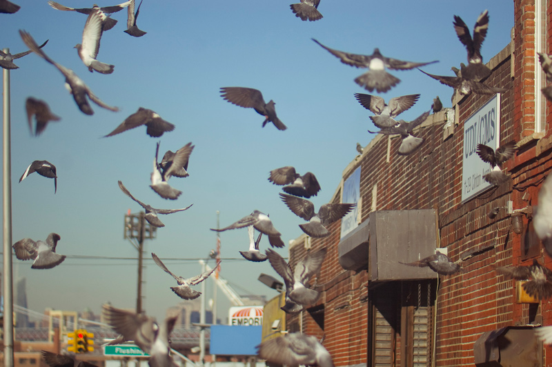 Pigeons fly, helter skelter, around industrial buildings.