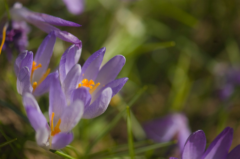 A few purple crocuses against a background of green grass