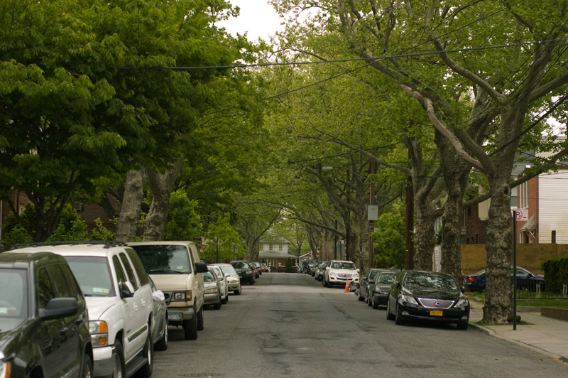 Trees hanging over a street, with cars along each side.