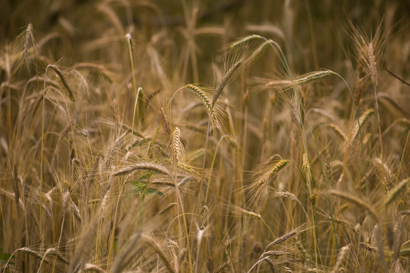 Stalks of wheat.