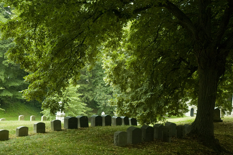 A row of tombstones under the shadow of a large tree.