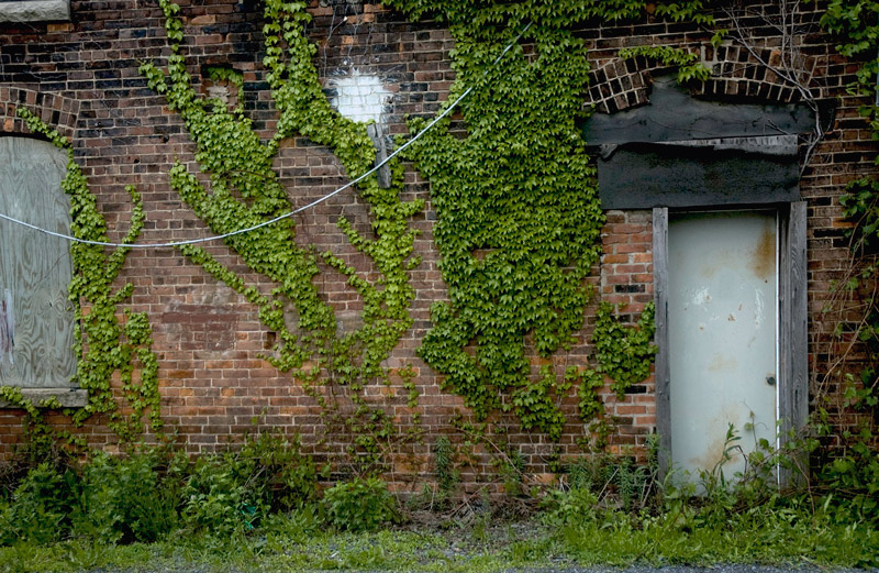 A brick building, ivy, and a door