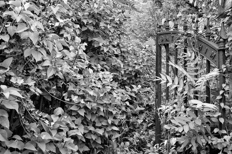 A gate among overgrowth, in a cemetery.
