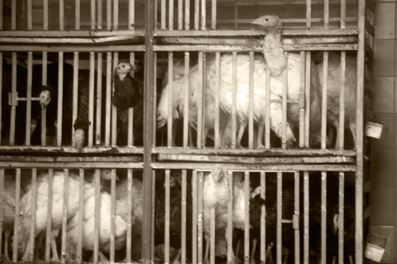 live poultry in their cages.