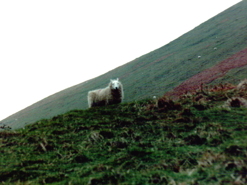 A sheep, on a hill