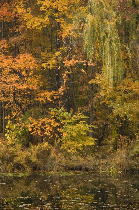 Autumn trees over a lake
