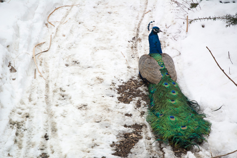 A peacock, sitting on snow.