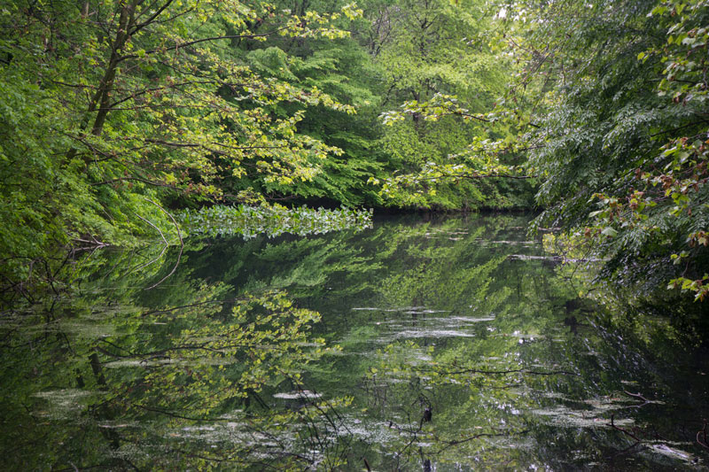 A pond, surrounded by trees.