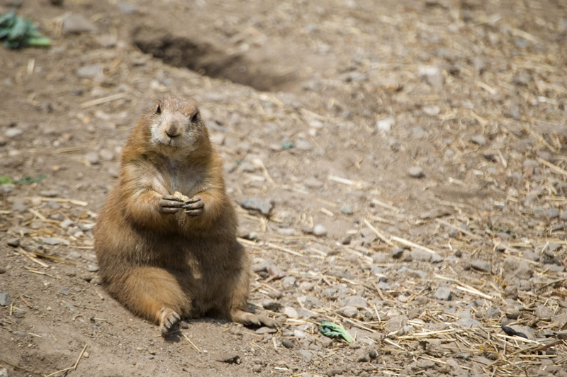 A prairie dog, with his hands holding to the lens.
