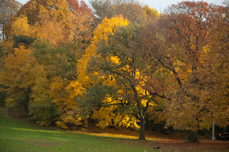 Trees in a variety of stages of fall colors.