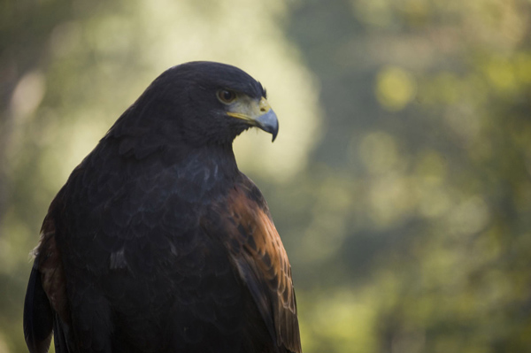 A brown hawk is shown in profile.