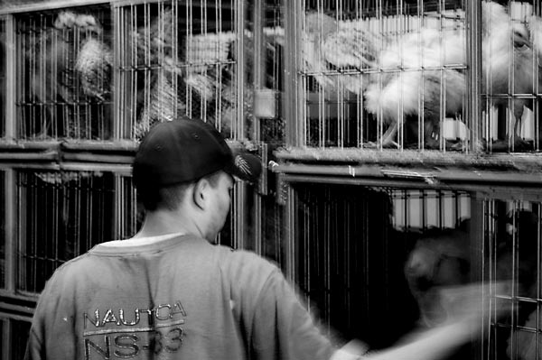 An attendant reaches into a cage to pull a chicken for
slaughter.