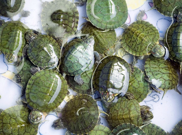 A dozen or so small turtles sit in water, waiting
to be sold.